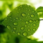 Green_leaf_with_water_drops_wallpaper