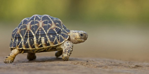 Kaplumbağa Görsel