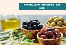 Satınalma Eğitimleri Sofralık Zeytin İhracatında Tarihi Rekor