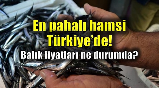 Balık Fiyatları