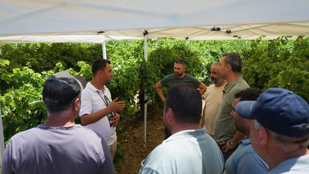 Bayer üzüm Alaşehir